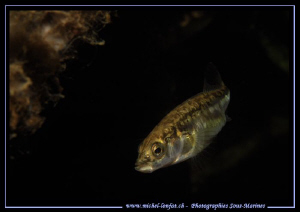 Encounter with this very nice Threespine stickleback, Thr... by Michel Lonfat 